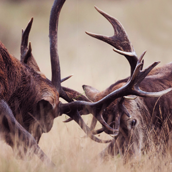 כשחיות נלחמות