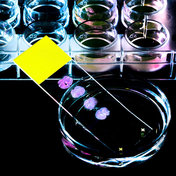 על עכברים ולא על אנשים