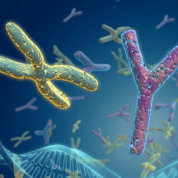 לזהות את המין של הזרעון