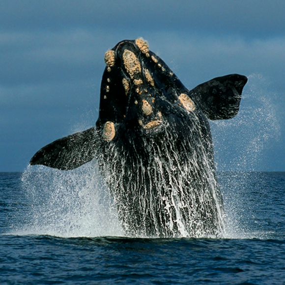 הלוחשות ללווייתנים