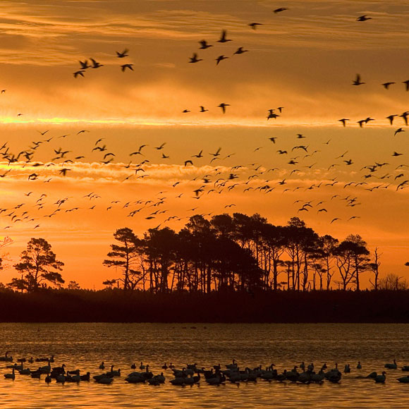 ציפורים מתות בסתר