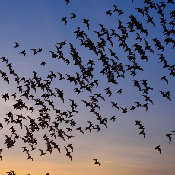 הסונאר המשוכלל של העטלפים