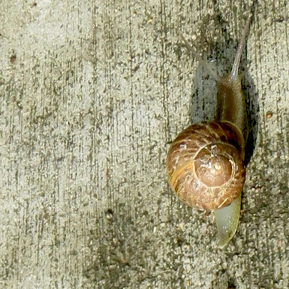 הגביע הקדוש של יצרני הדבק: ריר חילזון