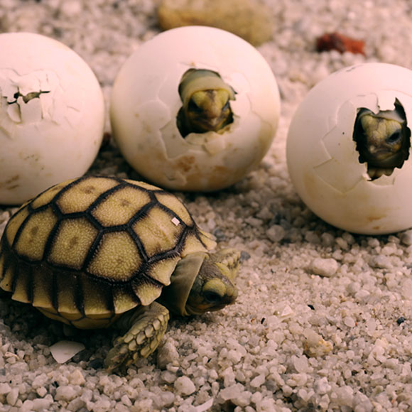 שנה חדשה – התחלות מדעיות חדשות