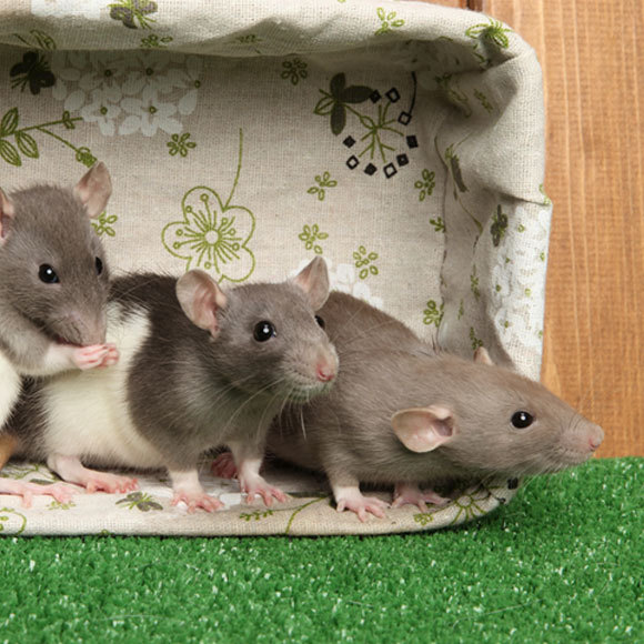 מי שעומד מלפניי מאחוריי ומצדדיי – הוא החולדה