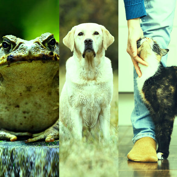 מהנשמדע 11/10 – מחקרים חדשים