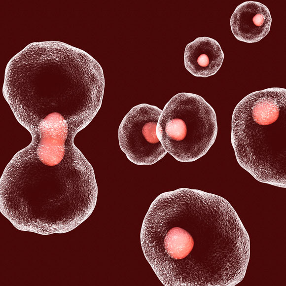 כיצד אפשר לעכב הזדקנות תאים – והאם זה כדאי?