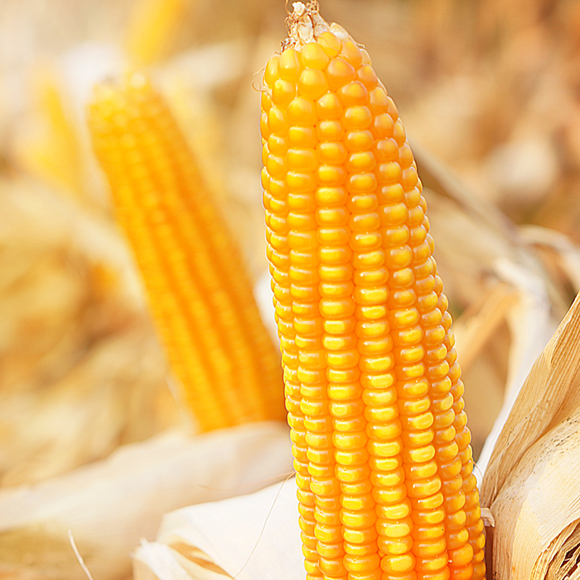 תירס מהעבר הרחוק