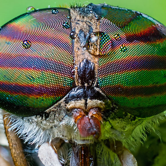 אופטיקה בהשראת הטבע