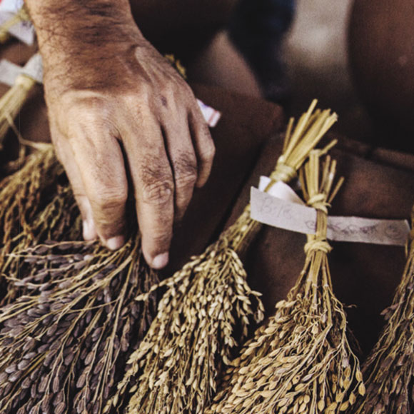 לשקם את המגוון הביולוגי של האורז