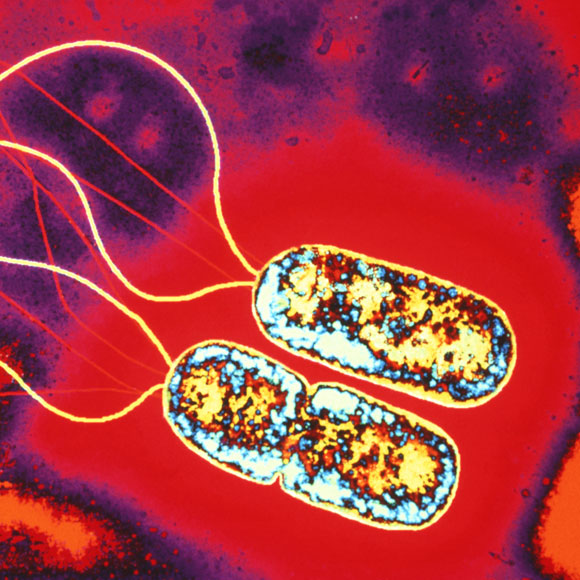 הנתיב המהיר לעמידות