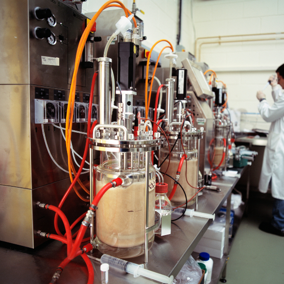 החיידקים שנגמלו מסוכר