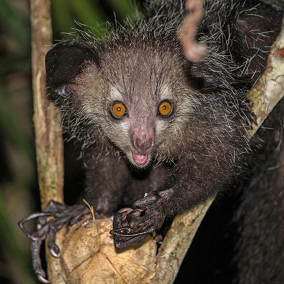 ה”אצבע השישית” של האיי-איי