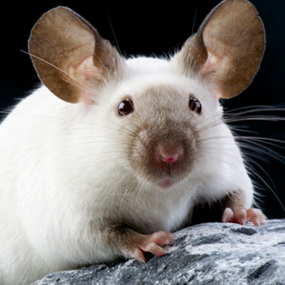 DNA ארוך לחיים ארוכים