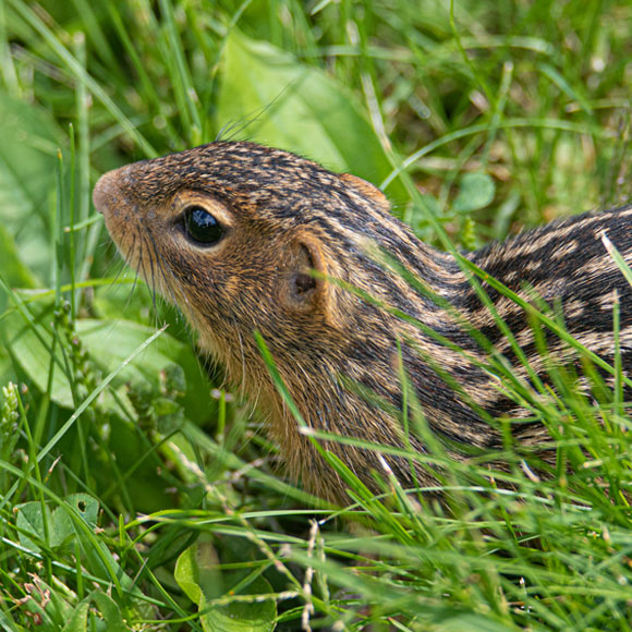 הסנאים שאינם מתייבשים