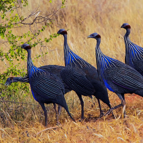 האינטליגנציה החברתית של הפניניות