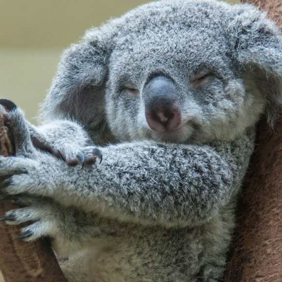 הקואלות, השריפות והפייק ניוז