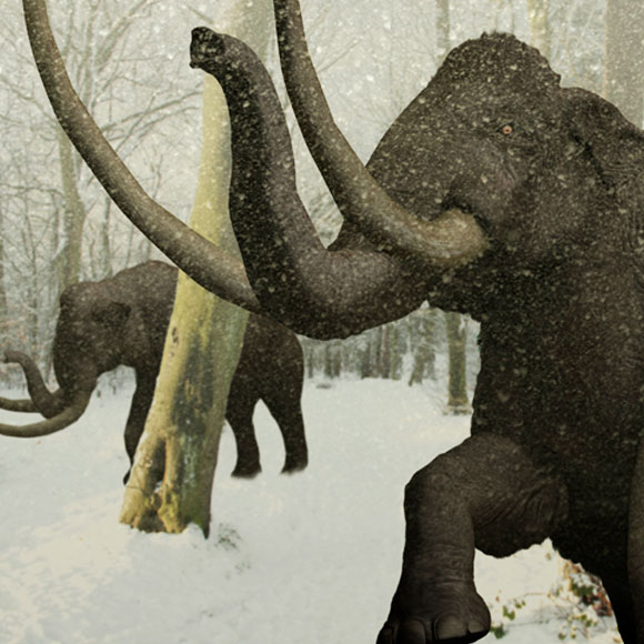 איך הכחדנו את הממותות… שוב