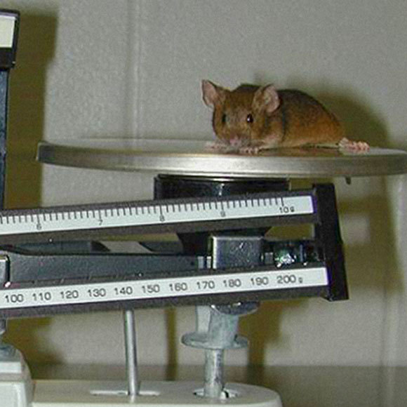 החיים תמיד מוצאים להם דרך