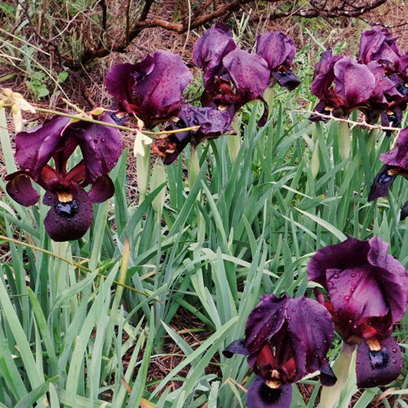 מי ישמור על שמורות העציץ?