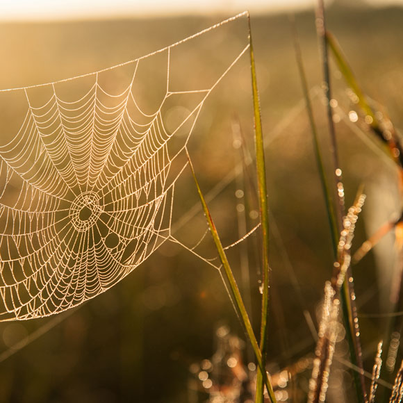 השימור המופלא של קורי העכביש