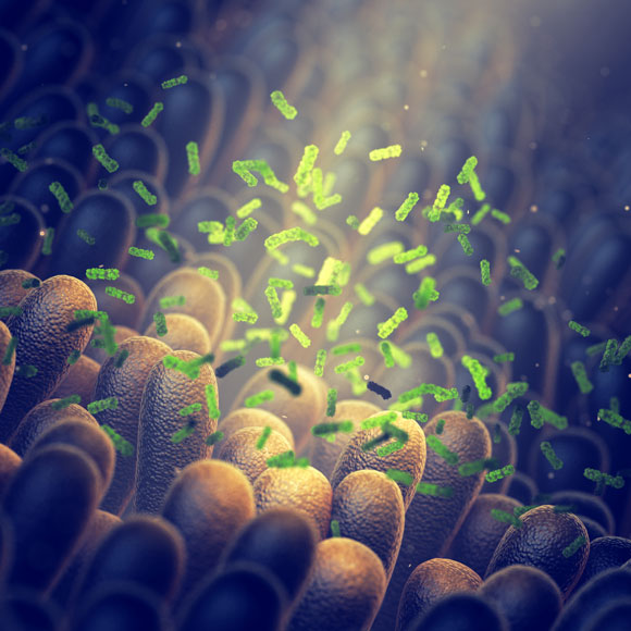 האור הזורח על חיידקי המעיים