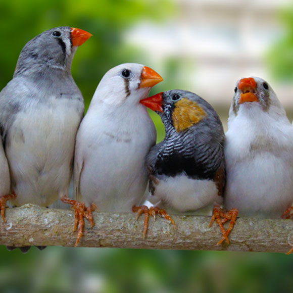 לשיר בכל המוח