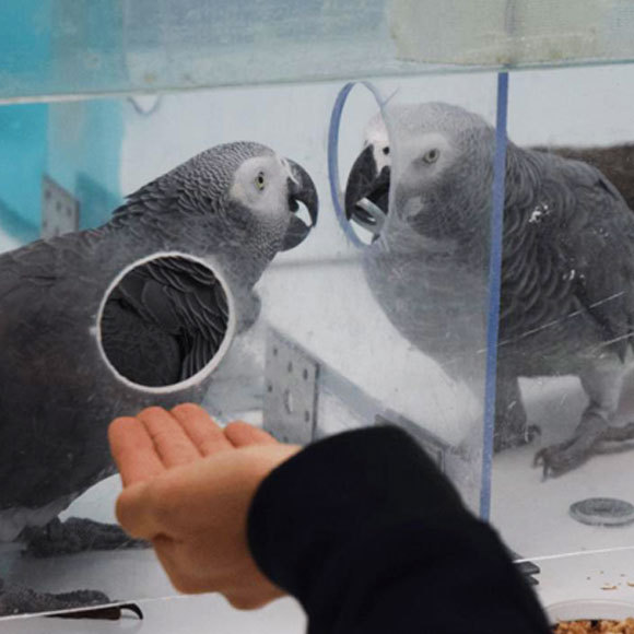 מושיטים כנף לעזרה