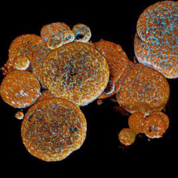 לייצר ארס נחשים במבחנה