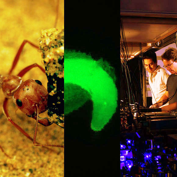 מהנשמדע 3/1 – מחקרים חדשים ביותר