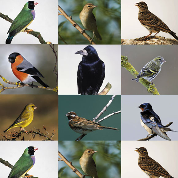 ניצחון עם כנפיים