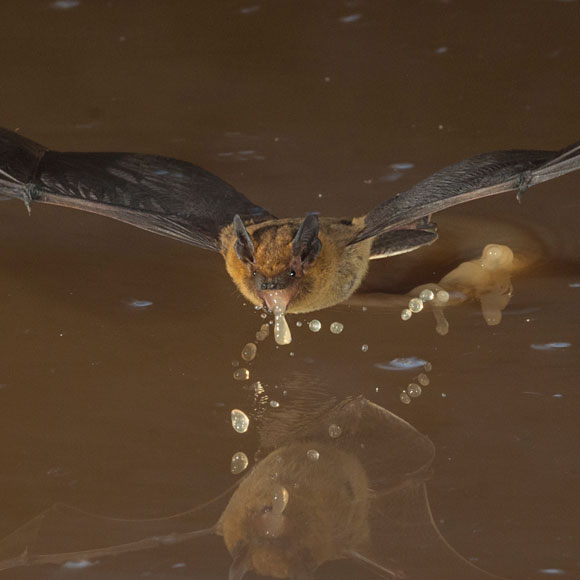 האוזניים שהקדימו את הקולות