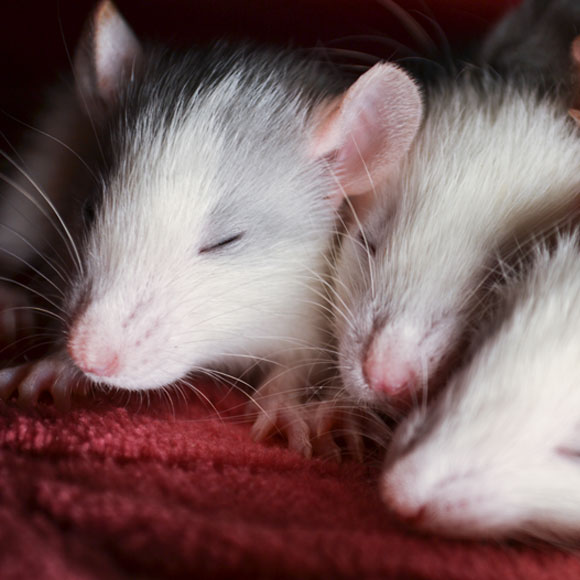 על גלי הזיכרון