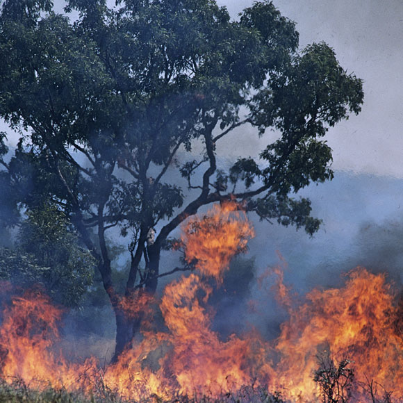 כך שרפנו את האקלים
