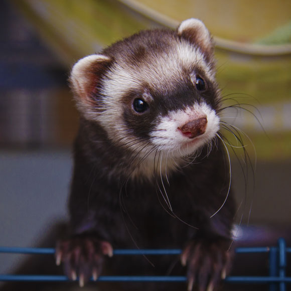 “לקלקל” את נגיף השפעת