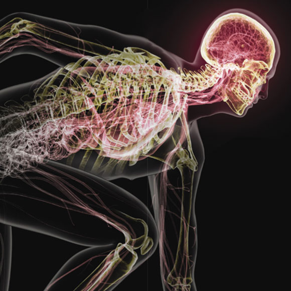 מדוע המוח צריך להתעמל?