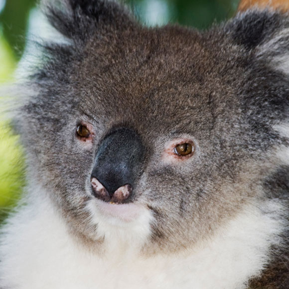 למה האף שלך גדול כל כך, קואלה?