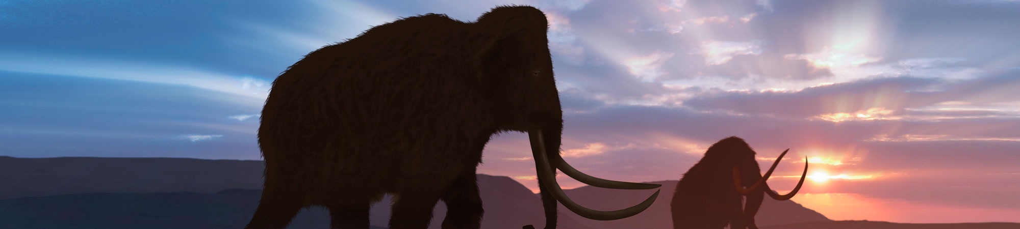 האם הממותה נכחדה?