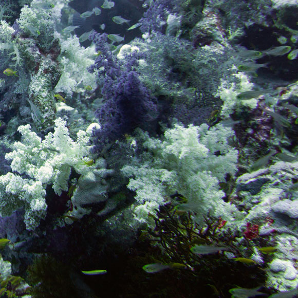 פסקול החיים של השוניות