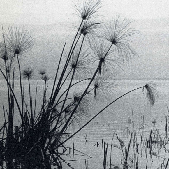 שומרים על בתי הגידול המימיים