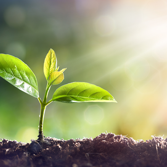 أُسُس نمو النباتات