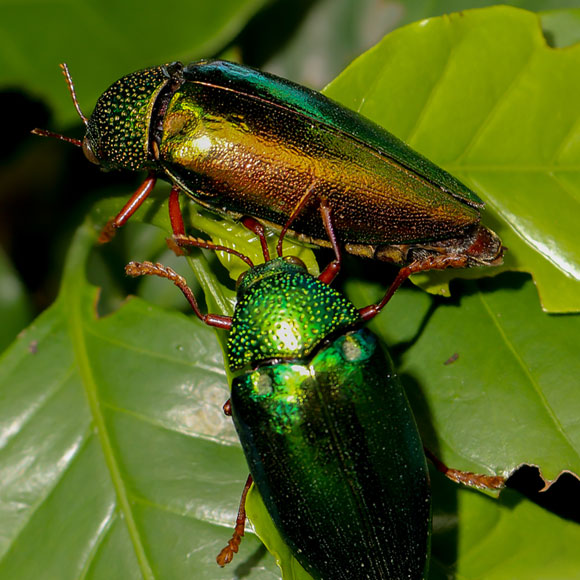 שרידותם של הבוהקים ביותר