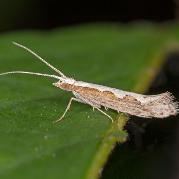 הגֵן הרעיל של העשים המהונדסים