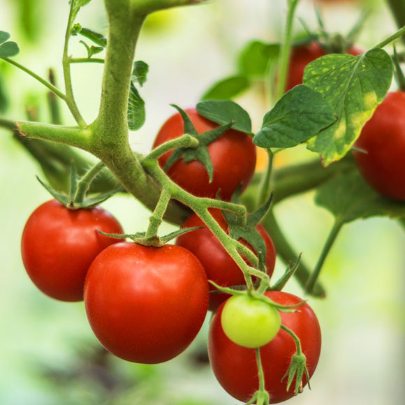 משביח העגבניות