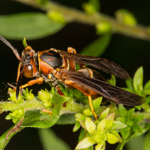האבולוציה של הצרעה החכמה