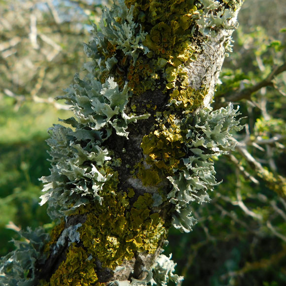 מטיילים בטבע בלי לצאת מהבית