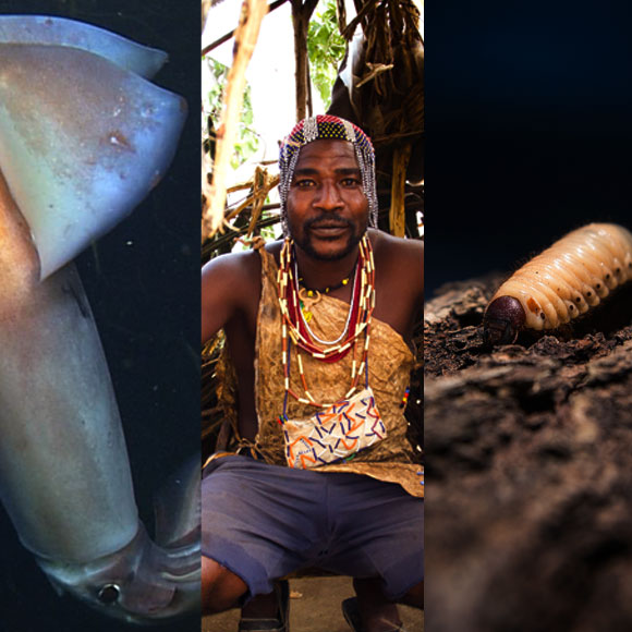 מהנשמדע 27/3 – מחקרים חדשים ביותר