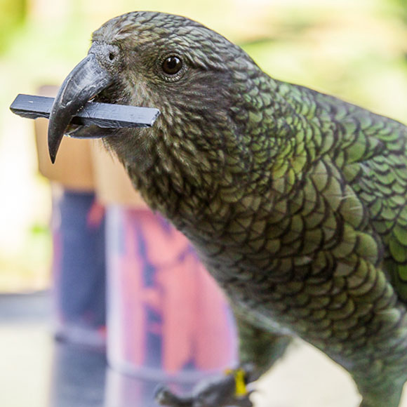 מה ההסתברות שהתוכי יודע?