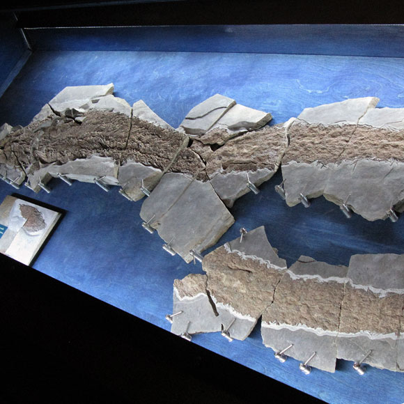 עשו אותנו באצבע: האצבעות הקדומות ביותר