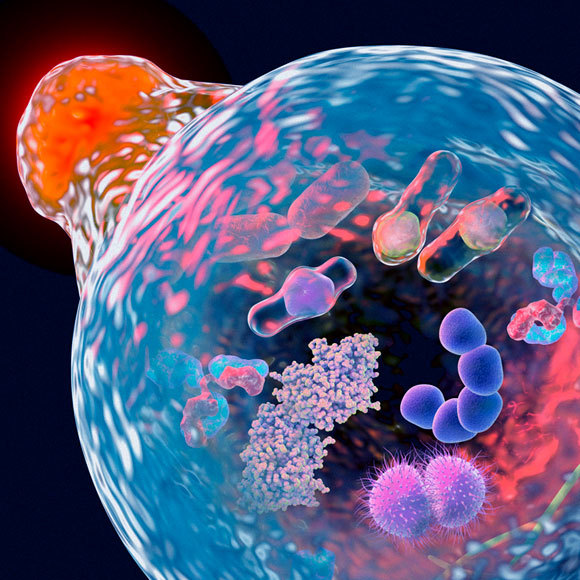 הקניבל שבתוכנו